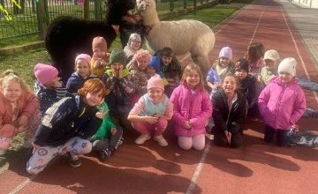 Alpaki w naszym przedszkolu – wyjątkowa wizyta na pierwszy dzień wiosny!