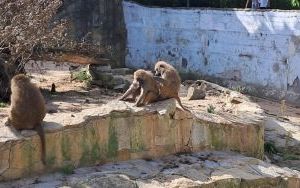 Wycieczka klas piątych do wrocławskiego ZOO. (4)