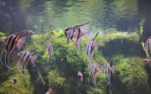 Wycieczka klas piątych do wrocławskiego ZOO. (3)
