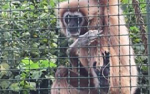 Wycieczka klas piątych do wrocławskiego ZOO. (10)