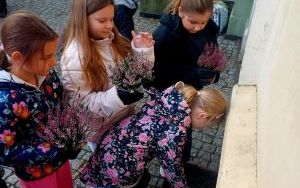 Jesienne sadzenie wrzosów w naszej szkole! (1)