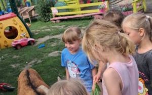 Żabki w Ranczu Kaprysek (8)